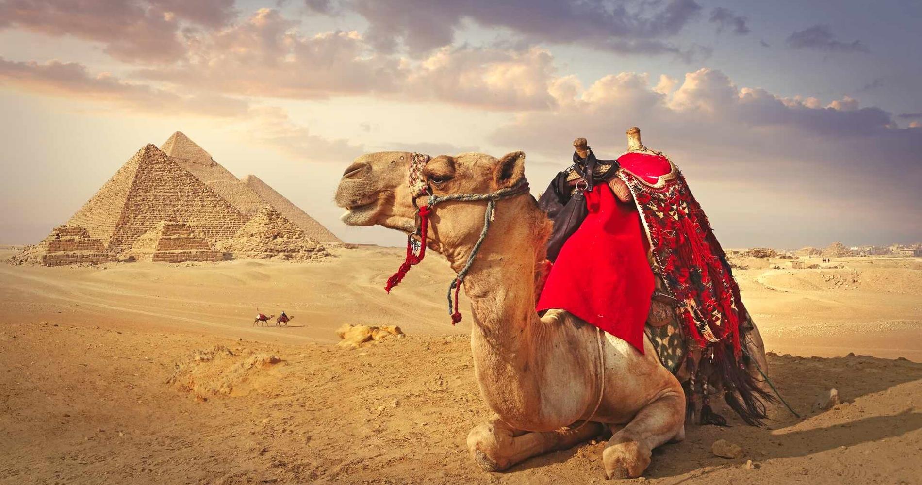 Camel sitting in front of the pyramids, Egypt