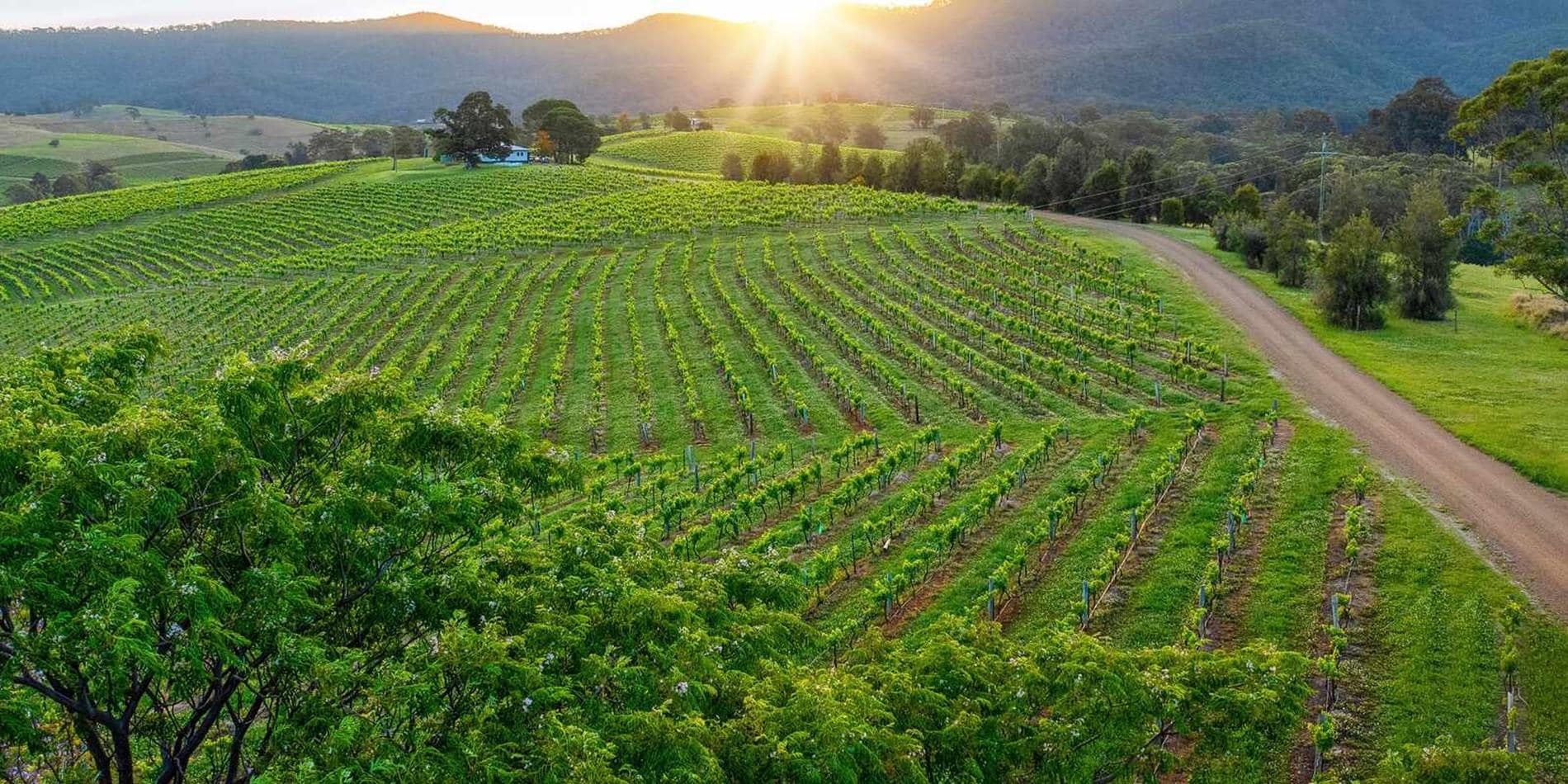 The sun peeks over the mountains across the vineyards of Hunter Valley