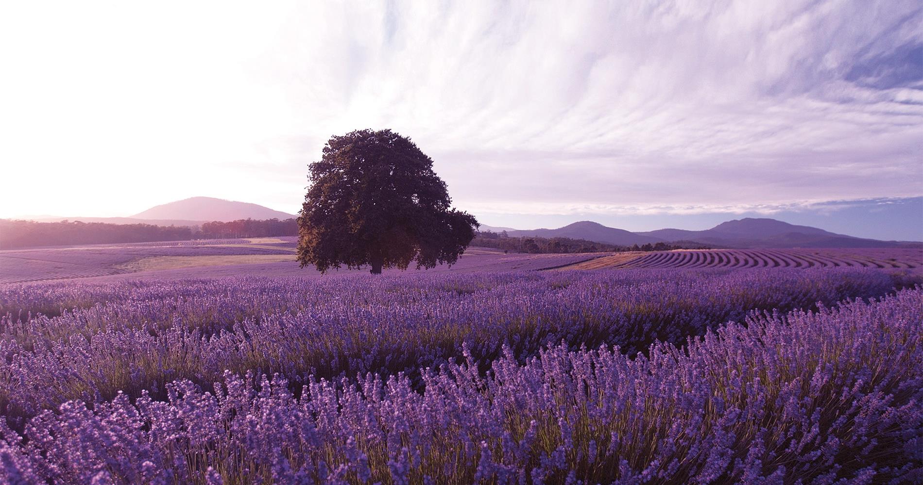 Be amazed at the beautiful sight and smell of the lavender fields of Tasmania with APT.
