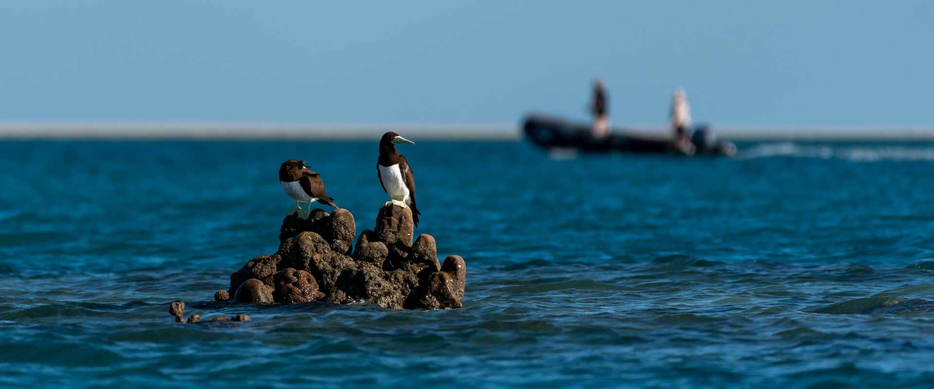 View of birds off shore on Adele Island, Kimberley