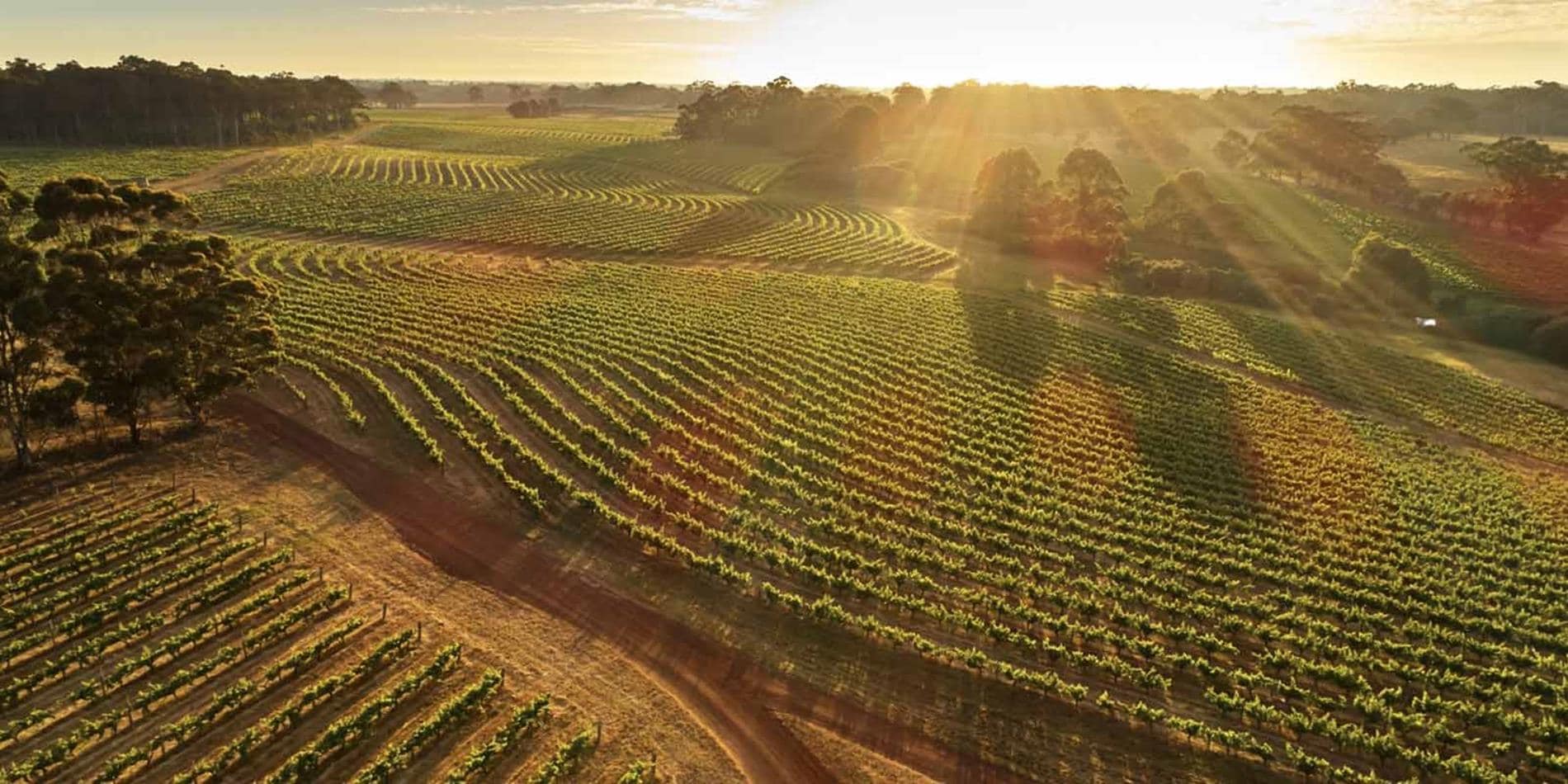Drone image of Leeuwin Estate vineyards at dawn, Western Australia