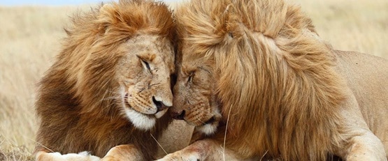 Two Lions nuzzling, Kruger National Park, South Africa