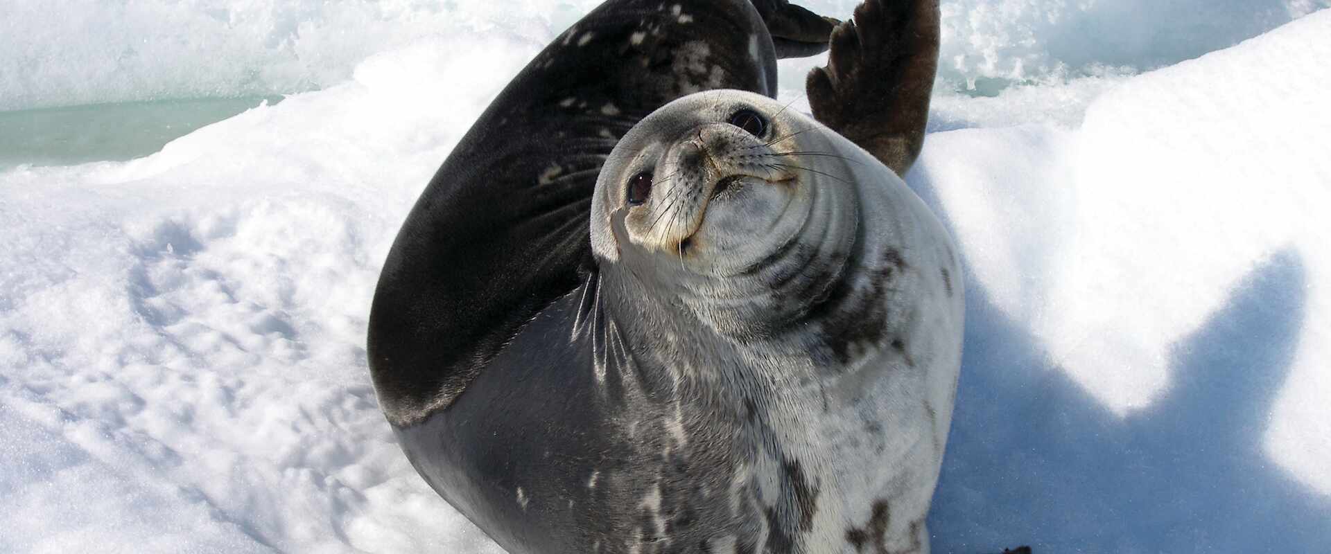 View of a seal, Antarctica