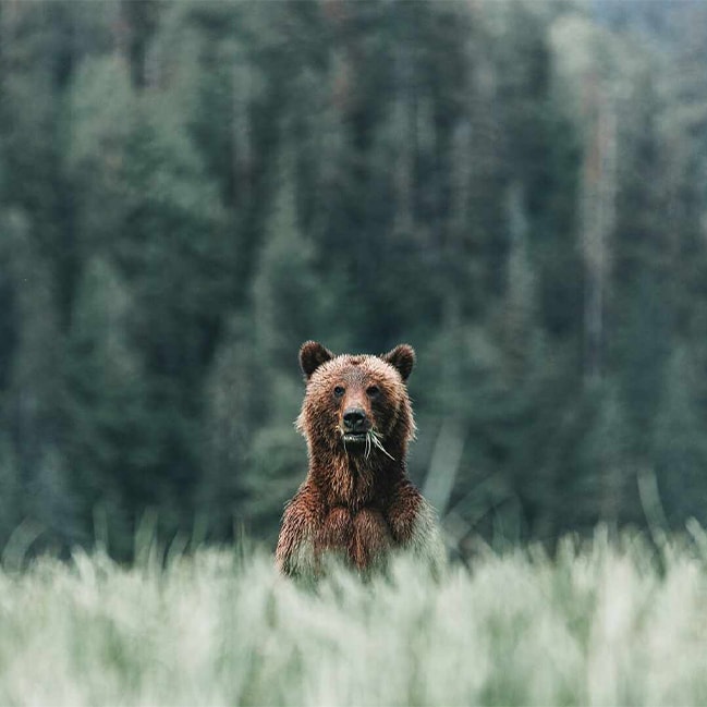 Brown bear looking through long grass, Canada