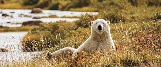 Image of Polar Bear in Hudson River, Canada