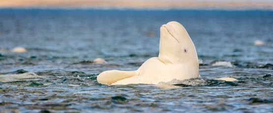 View of Beluga Whale in sea
