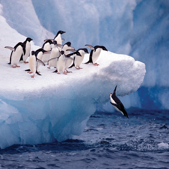 Adelie Penguin diving of an iceberg, Antarctica
